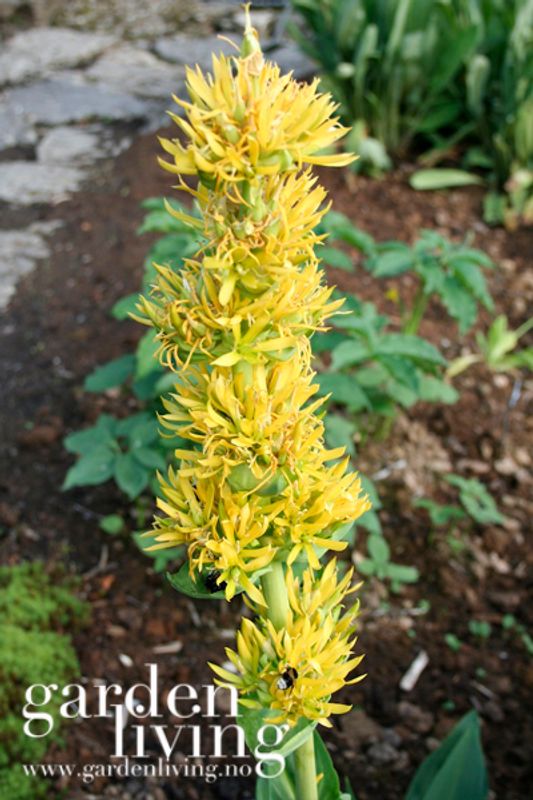 Gulsøte - Gentiana lutea