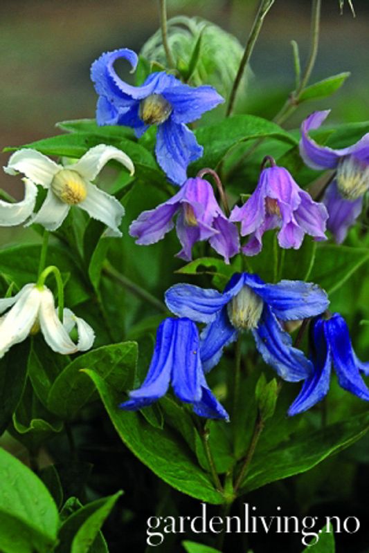 Stålklematis - Clematis integrifolia