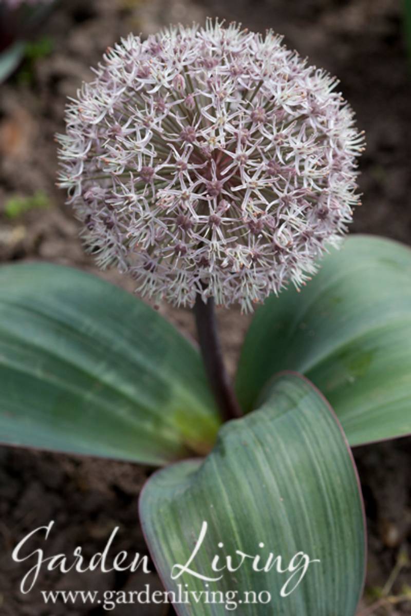 Gråløk - Allium karataviense - 5 stk