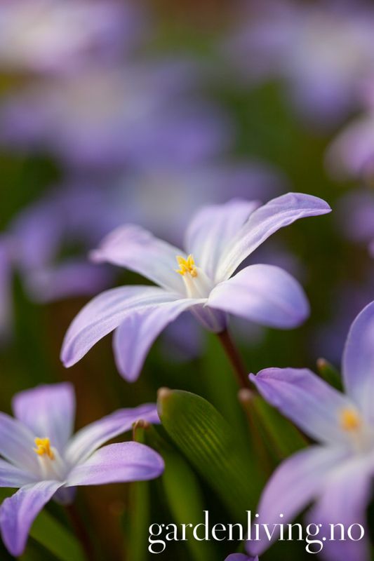 Minnesnøstjerne 'Violet Beauty' - Chion. - 10 stk 