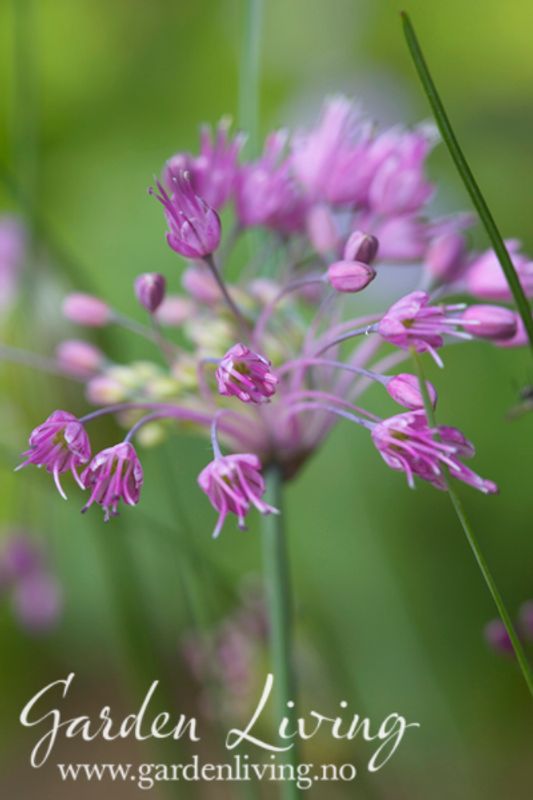 Rosenløk - Allium carinatum ssp. pulchellum - 4 stk