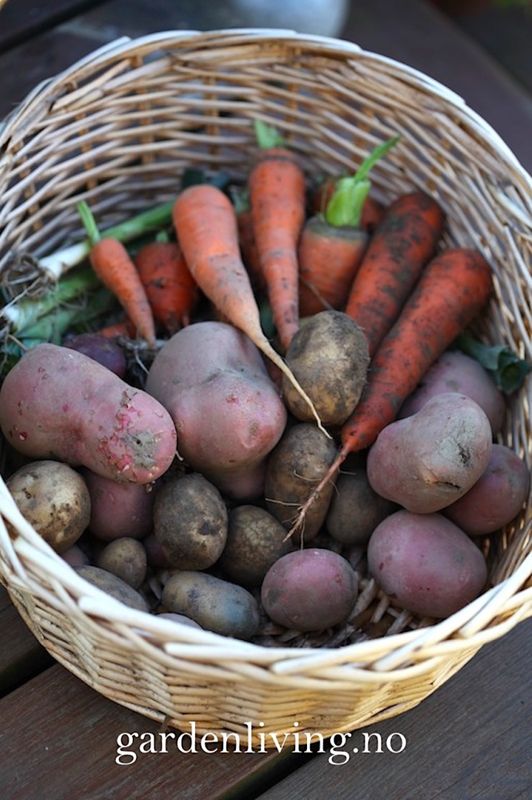 Settepotet, halvsen 'Kerrs Pink' 1 kg