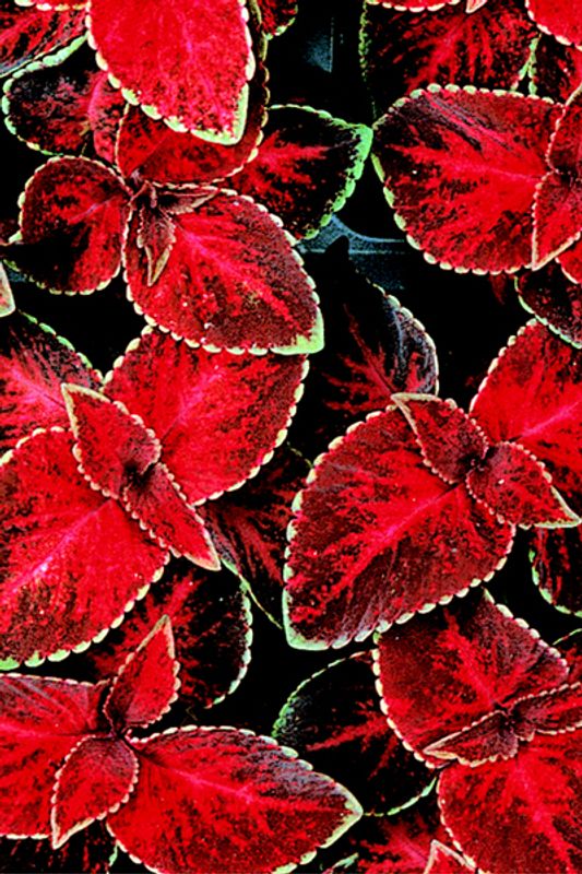 Praktspragle Wizard® Velvet Red - Solenostemon blumei 