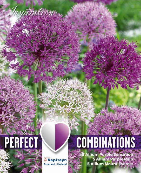 Hovedbilde Prydløk kolleksjon - Allium. Large Ball Blend - 15 stk