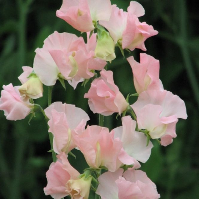 Hovedbilde Blomsterert 'Heaven Scent' - Lathyrus odoratus
