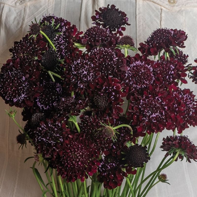 Sørgeskabiosa 'Black Beauty' - Scabiosa atropurpurea
