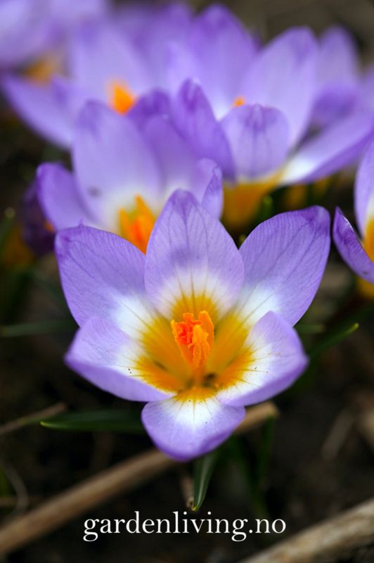 Gresk krokus 'Tricolor' - Crocus sieberi - 15 stk