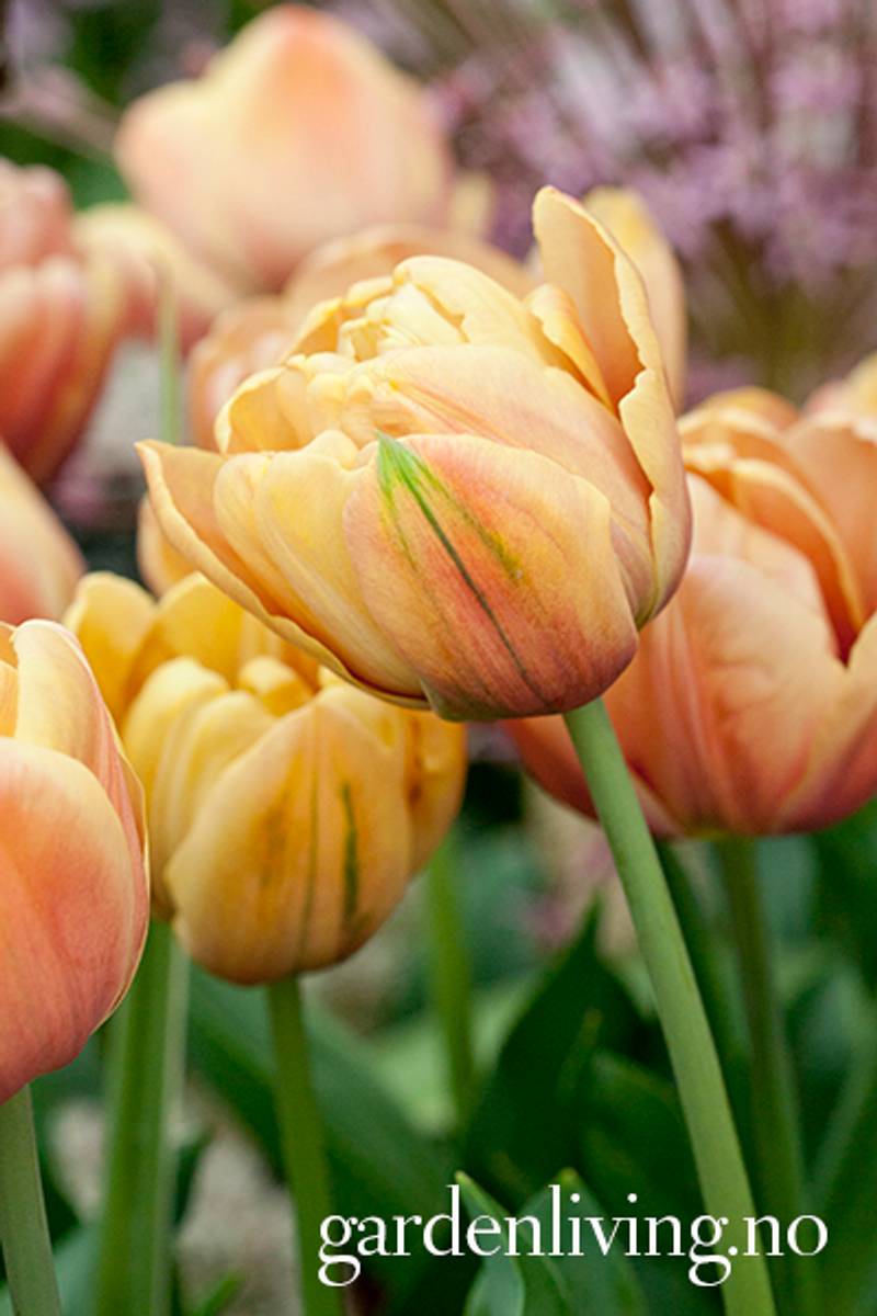 Tulipan 'La Belle Epoque' - 5 stk