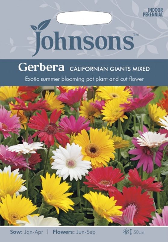 Gerbera ' California Giants Mixed' - Gerbera jamesonii