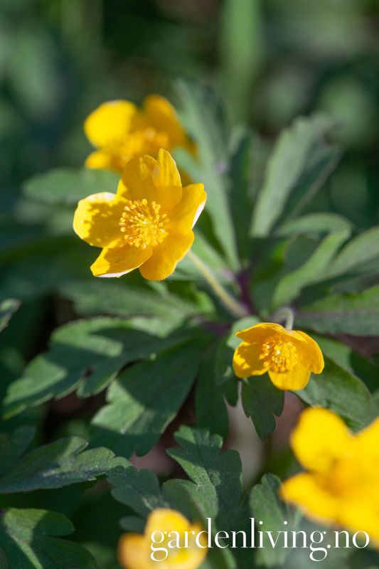 Gulveis - Anemone ranunculoides - 1 stk