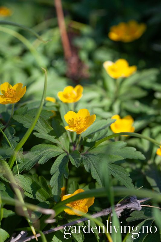 Gulveis - Anemone ranunculoides - 1 stk