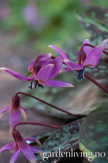 Hovedbilde Hundetann ’Purple King’ - Erythronium - 1 stk