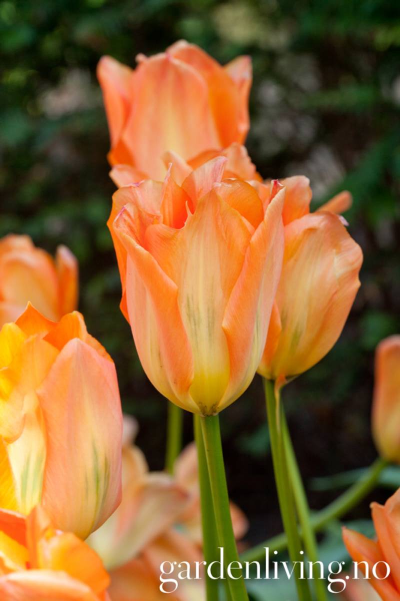 Tulipan 'Orange Emperor', fosterianahybrid - 10 stk