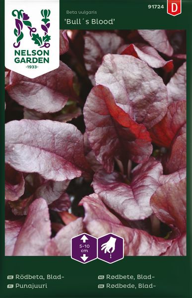 Hovedbilde Bladrødbete 'Bull's Blood' - Beta vulgaris