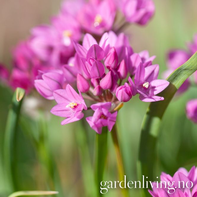 Hovedbilde Bergløk - Allium oreophilum - 12 stk