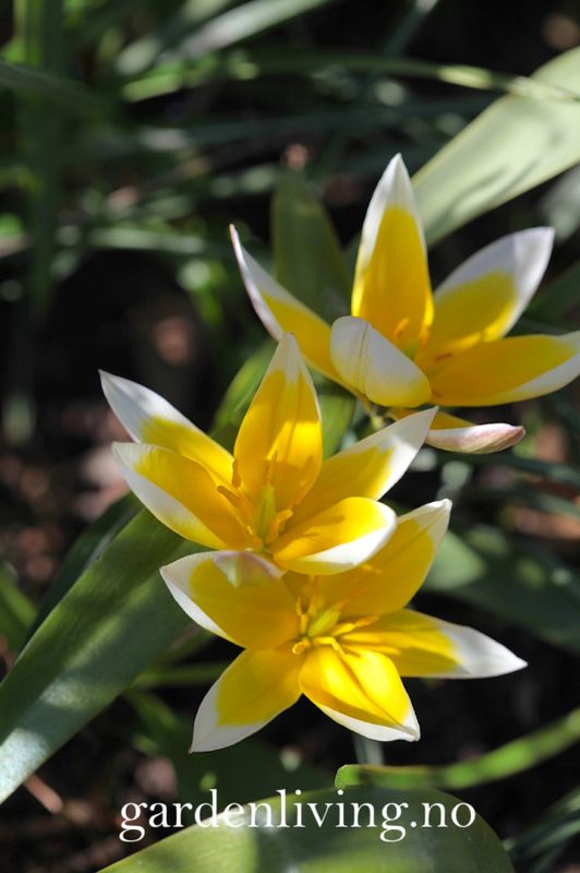 Skjermtulipan - Tulipa tarda - 10 stk