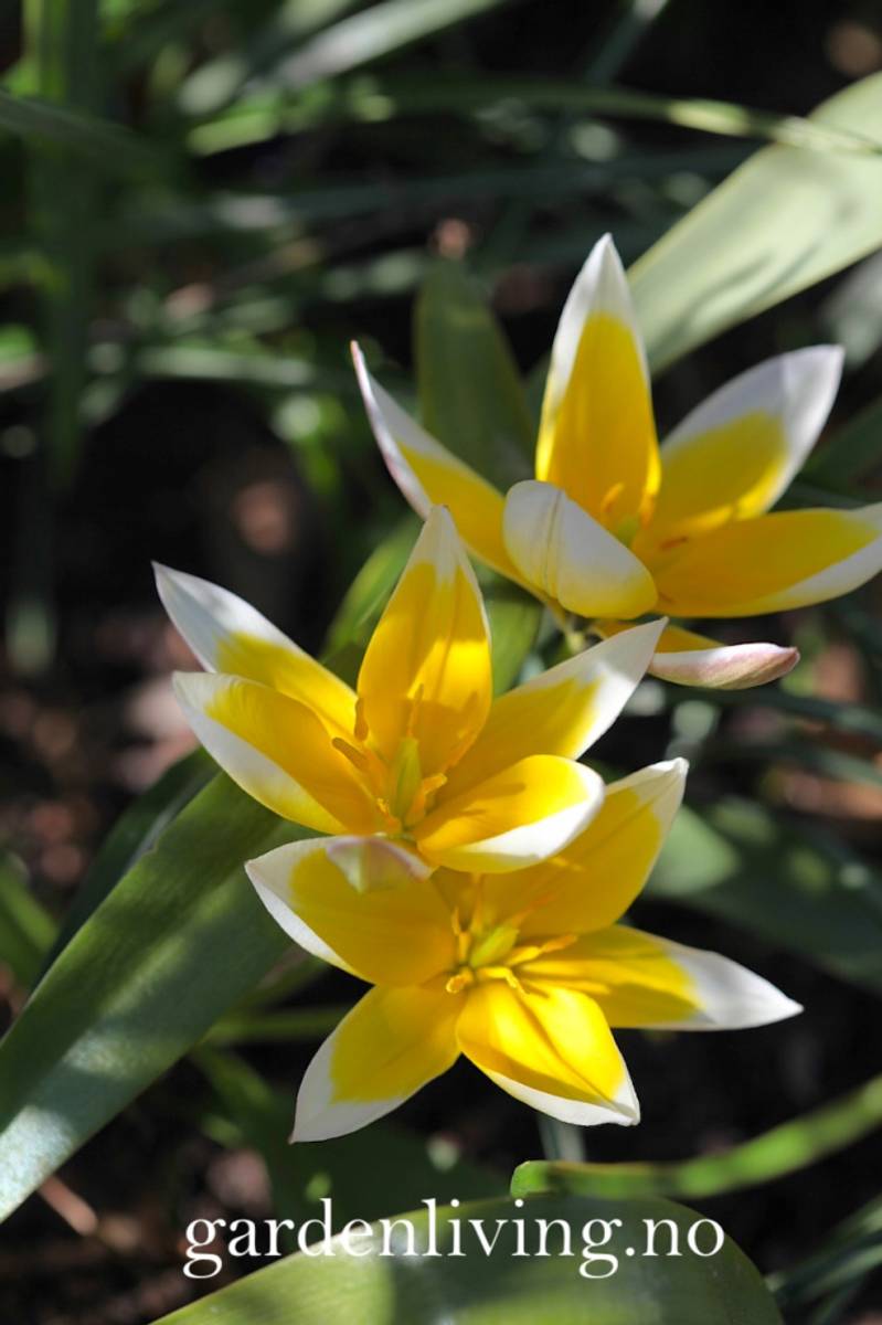 Skjermtulipan - Tulipa tarda - 20 stk
