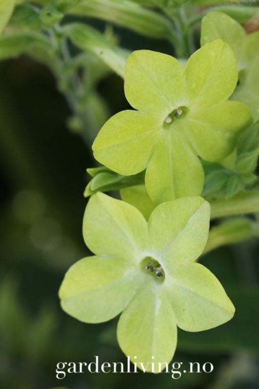 Prydtobakk 'Lime Green' - Nicotiana x sanderae