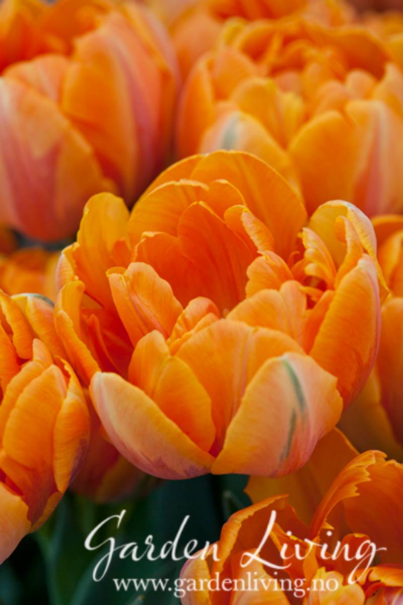 Tulipan 'Orange Princess’, sen dobbel - 7 stk 