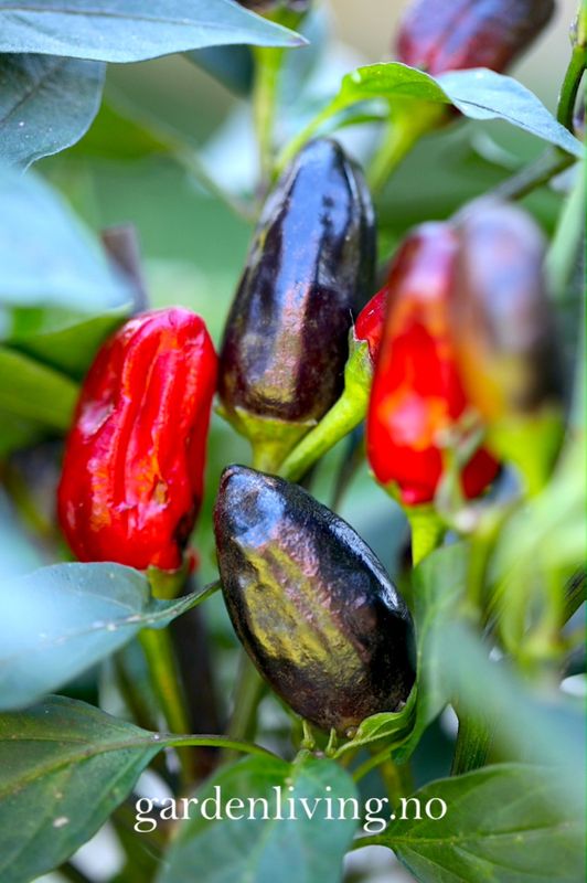 Chilipepper 'Pot Black’ - Capsicum annuum