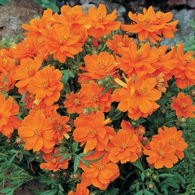 Hovedbilde Gullkosmos 'Cosmic Orange’ - Cosmos sulpureus 