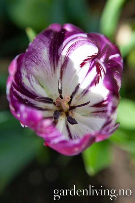 Hovedbilde Historisk tulipan 'Columbine' - 1 stk