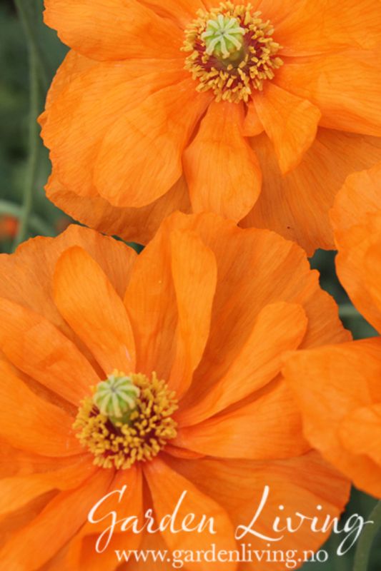 Valmue Double Tangerine Gem - Papaver rupifragum