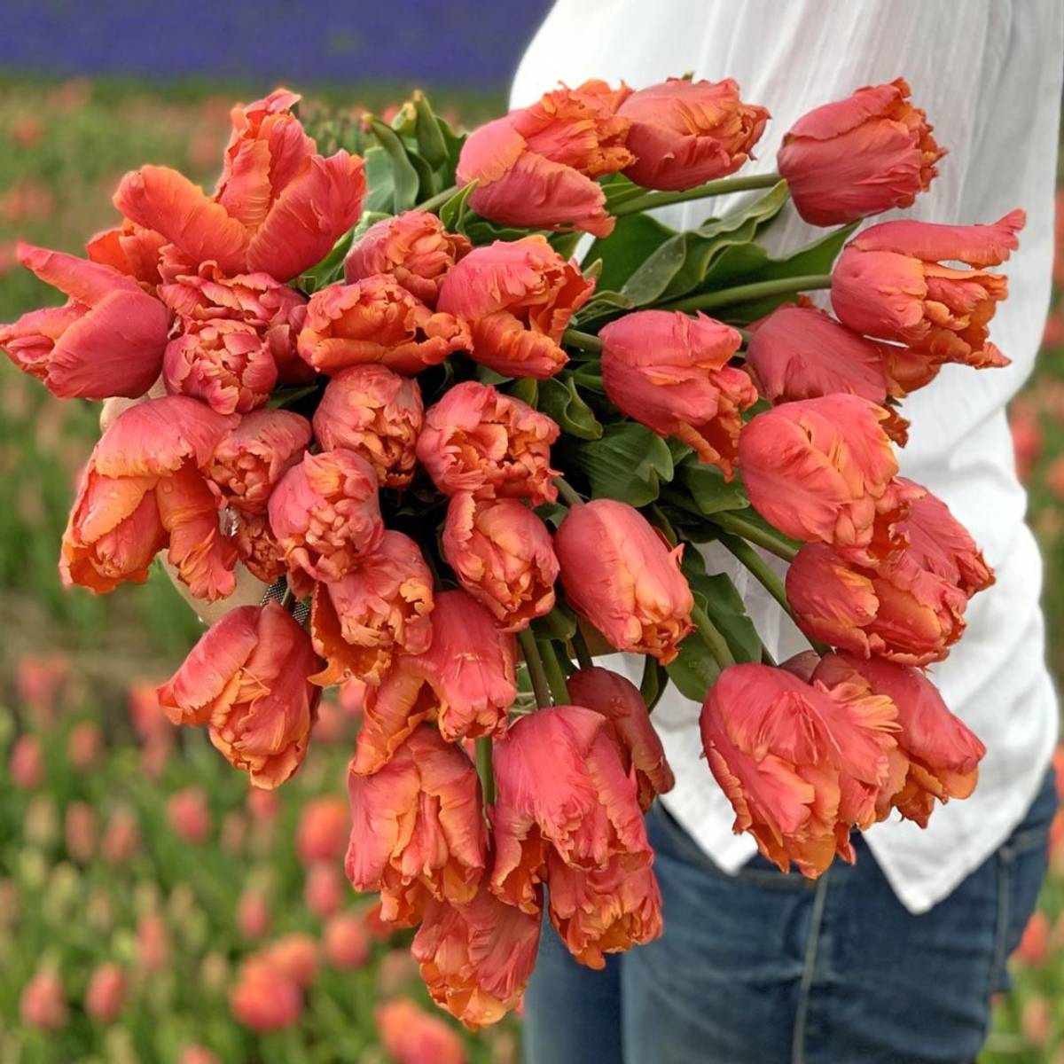 Tulipan 'Amazing Parrot', papegøyeblomstrende - 10 stk