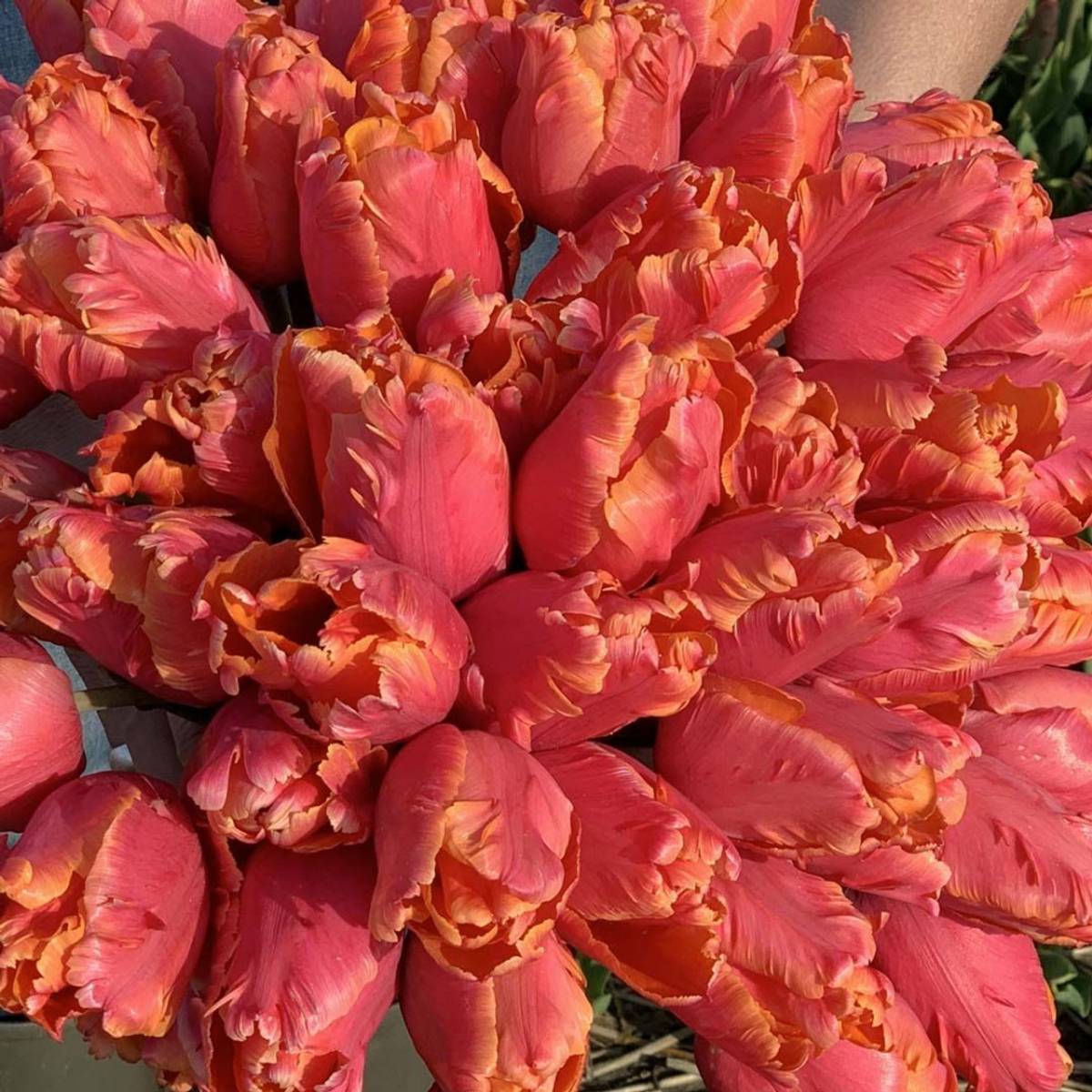 Tulipan 'Amazing Parrot', papegøyeblomstrende - 10 stk