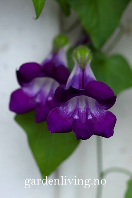 Hovedbilde Klatreløvemunn 'Joan Loraine' - Maurandya/ Asarina scandens ...