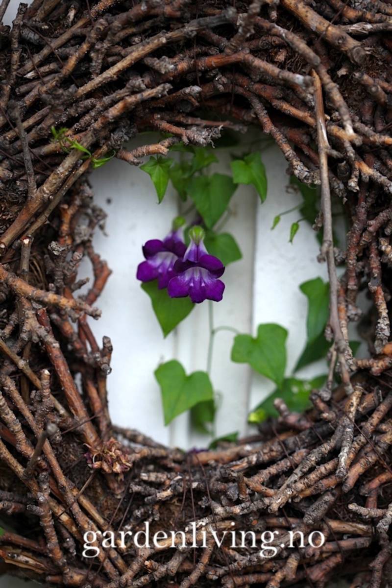 Klatreløvemunn 'Joan Loraine' - Maurandya/ Asarina scandens 