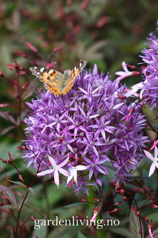 Prydløk ’Globemaster' - Allium - 1 stk