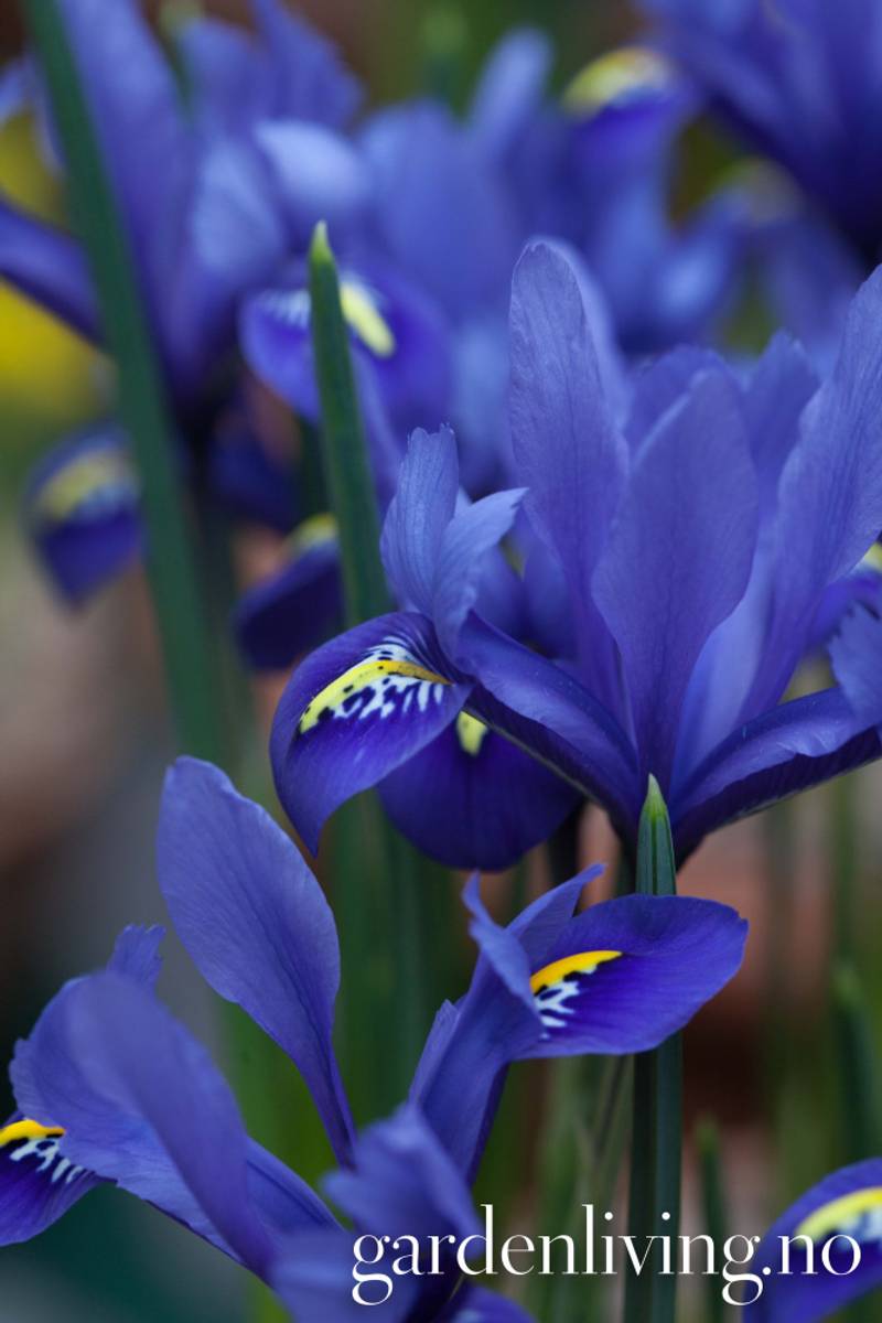 Våriris 'Harmony' - Iris reticulata - 15 stk
