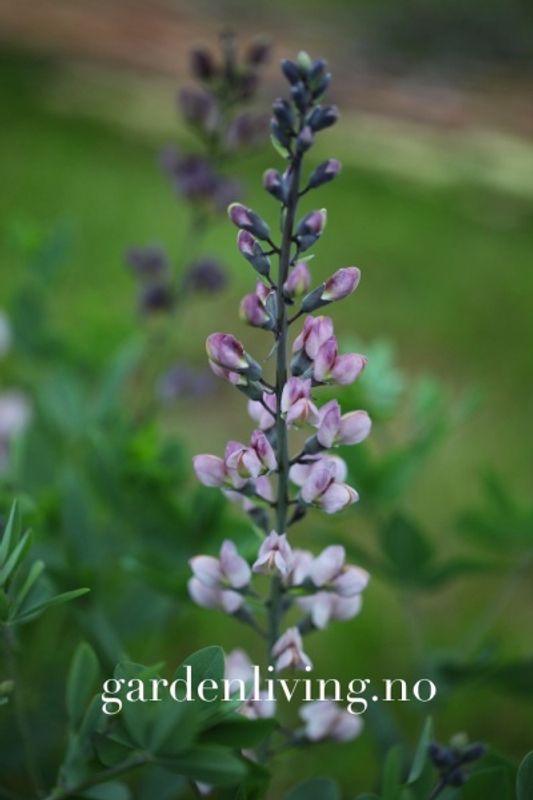 Fargeskolm 'Pink Truffles' - Baptisia