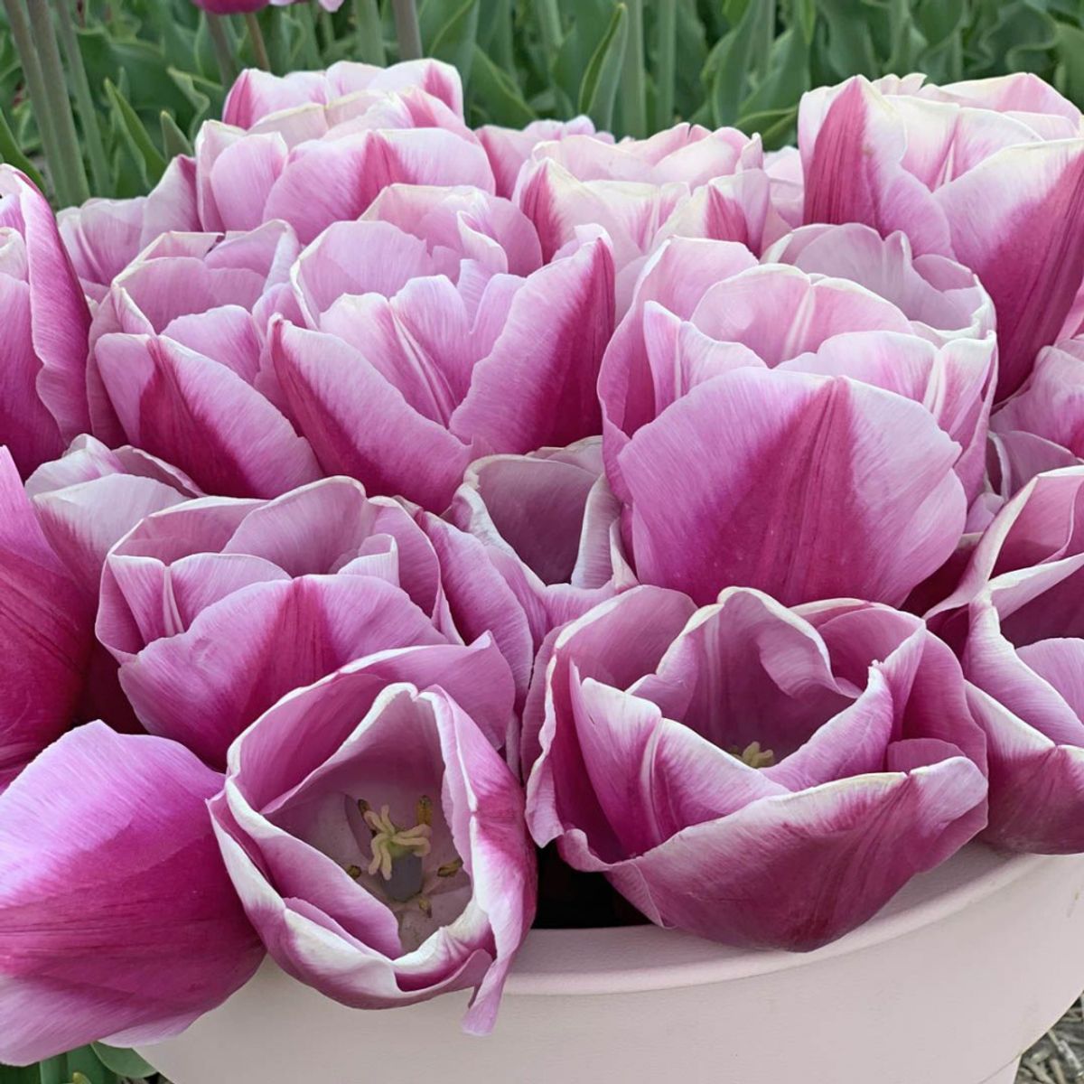 Tulipan 'Argos' - 10 stk