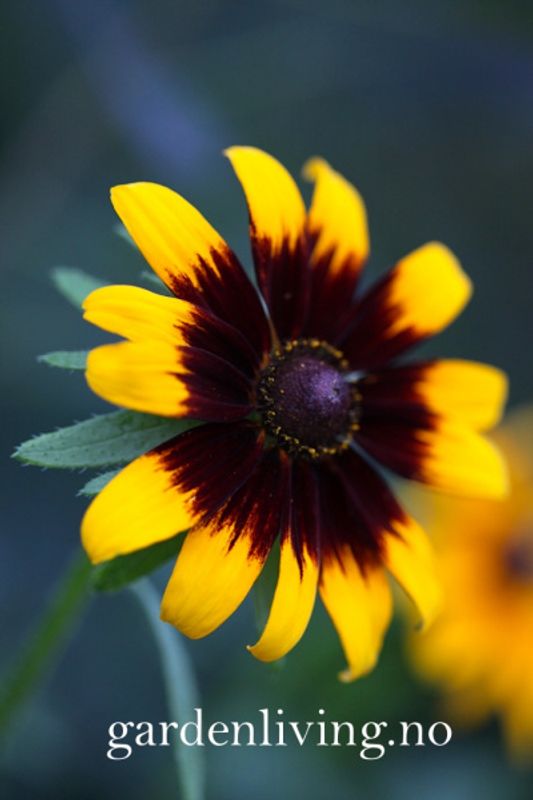 Lodnesolhatt 'Aries' - Rudbeckia hirta