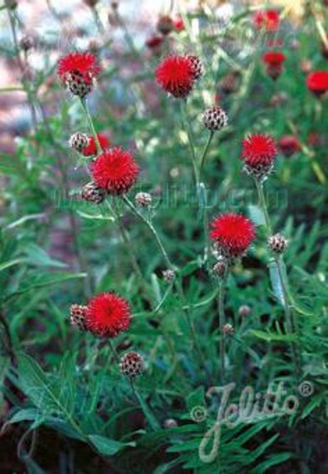 Hovedbilde Knoppurt - Centaurea atropurpurea