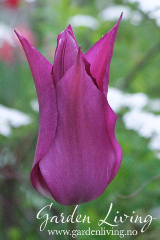 Tulipan 'Purple Dream', liljeblomstrende - 8 stk