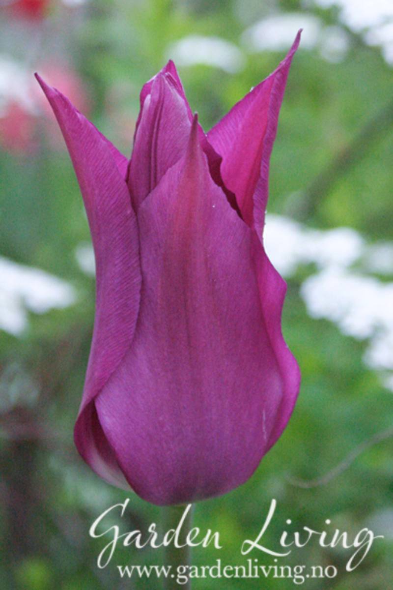Tulipan 'Purple Dream', liljeblomstrende - 8 stk