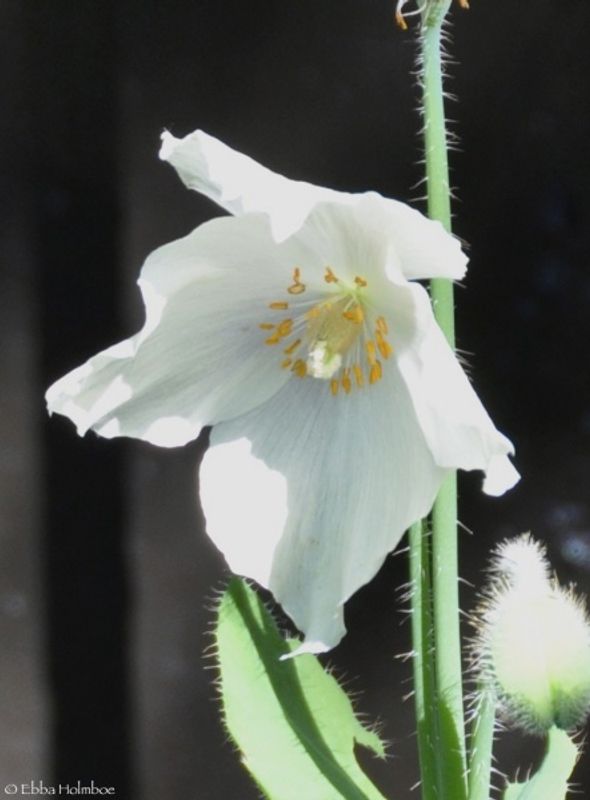 Blå valmuesøster ’Alba’ - Meconopsis baileyi