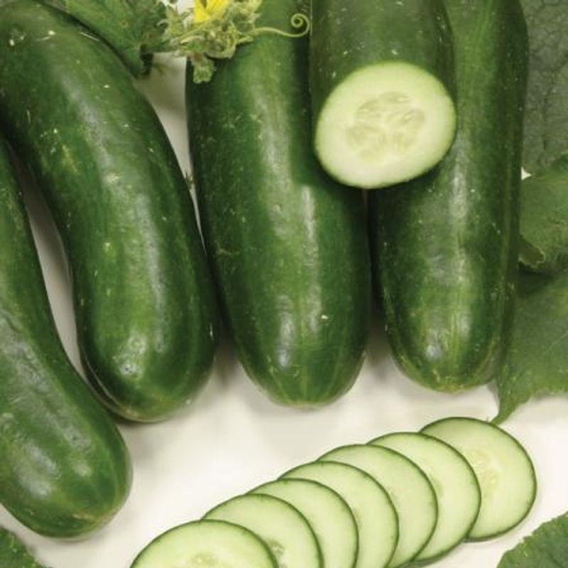 Slangeagurk 'Silor' F1 mini - Cucumis sativus