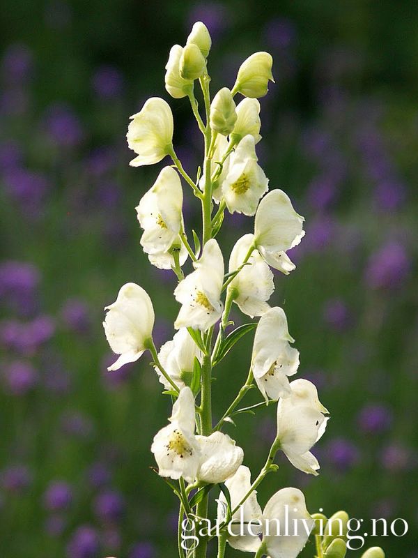Storhjelm 'Album' - Aconitum napellus 