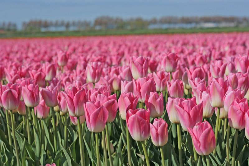 Tulipan 'Dynasty', Triumph - 10 stk