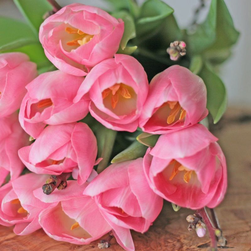 Tulipan 'Dynasty', Triumph - 10 stk