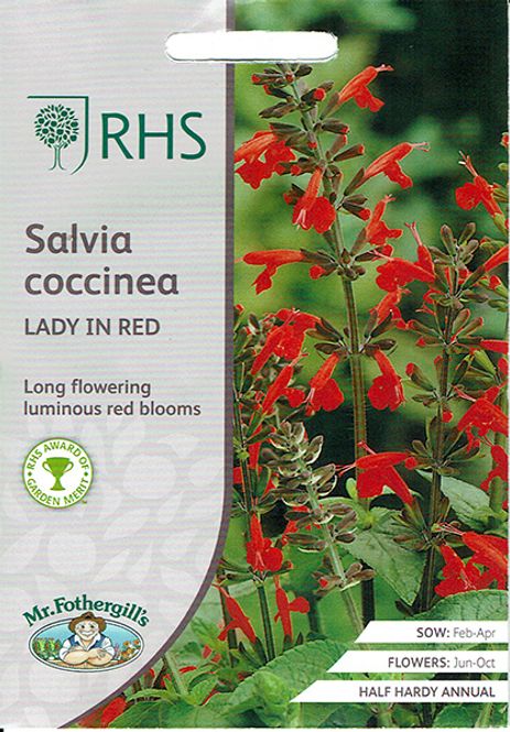 Hovedbilde Salvie 'Lady in Red' - Salvia coccinea