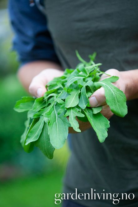 Hovedbilde Ruccola - Eruca sativa, Organic