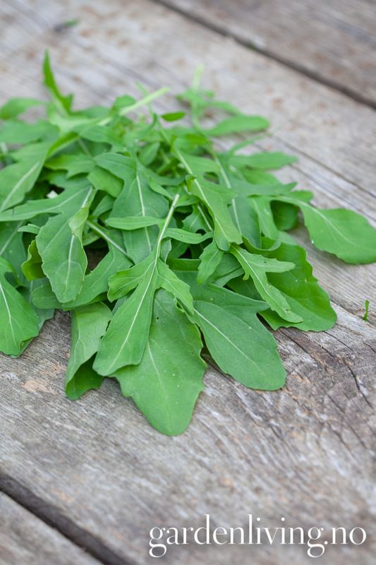 Ruccola - Eruca sativa, Organic