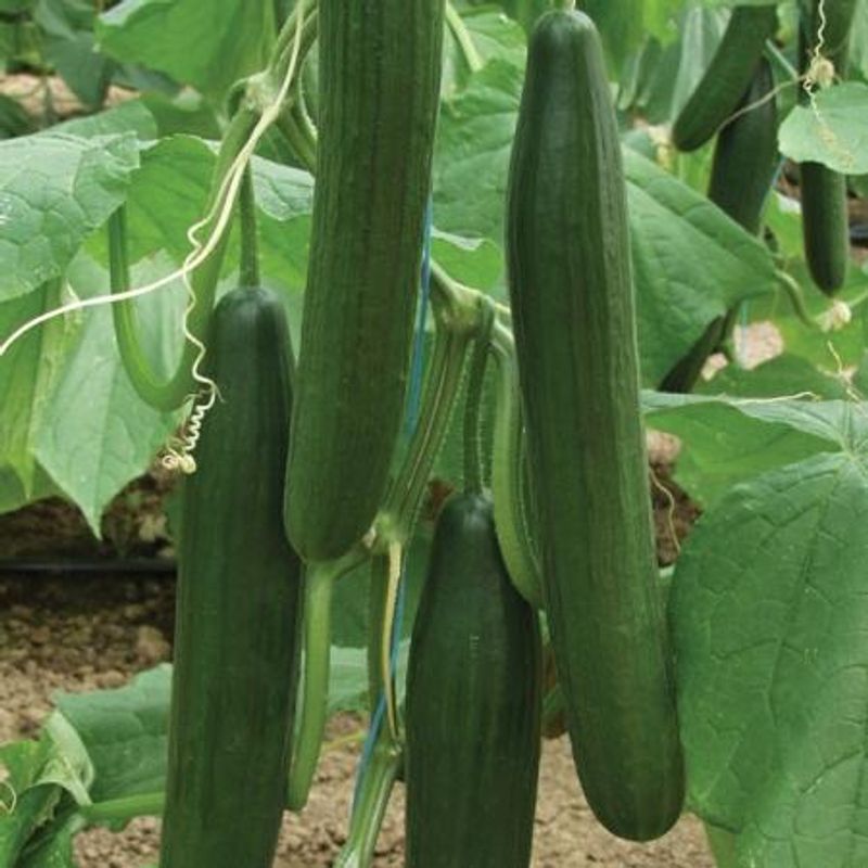 Slangeagurk 'Bella' F1 - Cucumis sativus