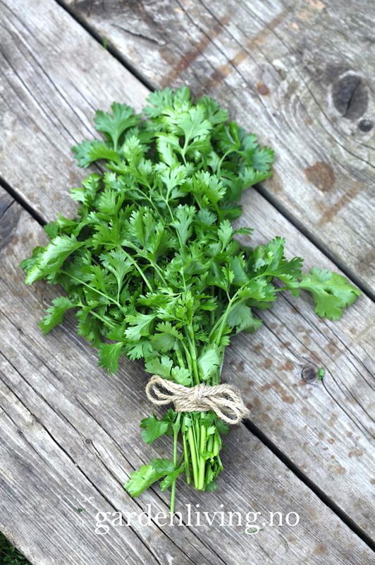 Koriander 'Cilantro' - Coriandrum sativum, Organic