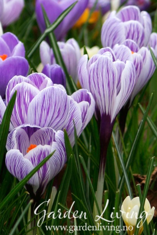 Storblomstret krokus 'Pickwick' - Crocus - 10 stk